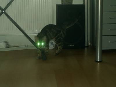 mon chat
