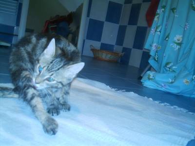 mon chat